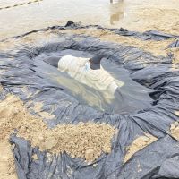 Golfinho malzão de saúde encalha na praia de Itapema