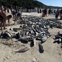 Pescadores de Bombinhas capturam 4800 tainhas