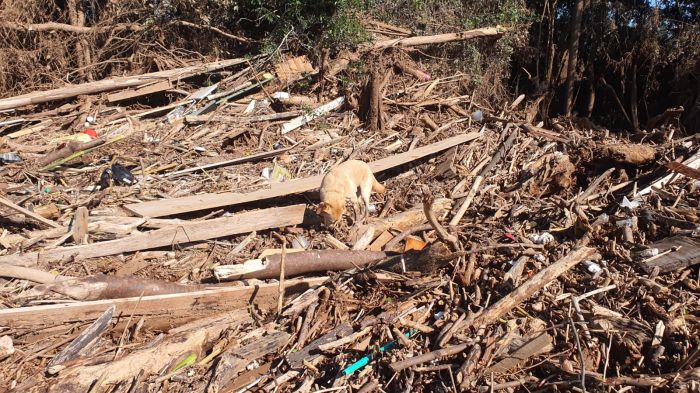 Moana é dupla do cabo Amorim e encontrou a vítima em Cruzeiro do Sul 

(Fotos: CBMSC)