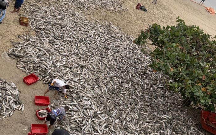 Peixões cobriram a areia da praia do Retiro dos Padres 
(Foto: Júlia Vieira)