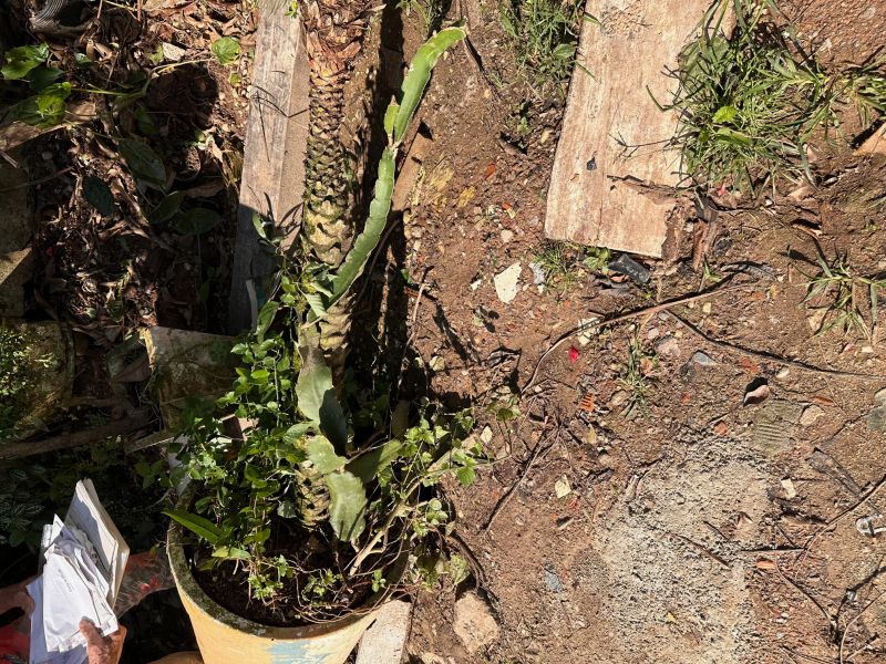 Pés de acerola, limão e laranja foram pro chão junto com vasos