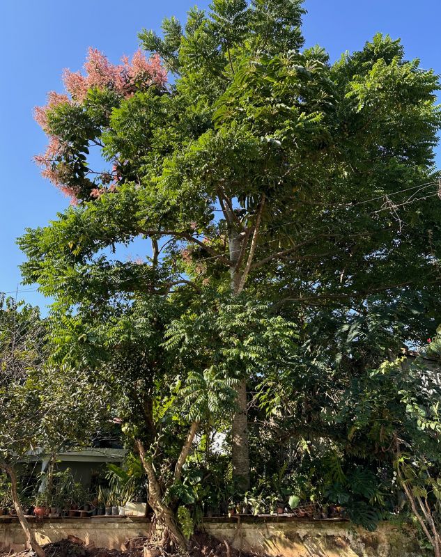 Cerejeira do japão e um gigantesco pé de cajá-manga foram plantados por dona Aurita