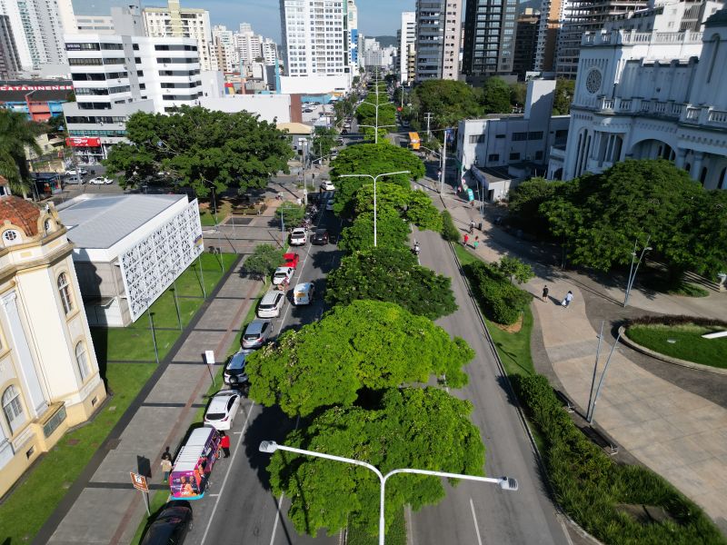 Vistoria será feita nas árvores que ocupam o canteiro central da Marcos Konder  (foto: Fabrício Pitella)