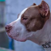 SC vai cumprir lei que dá regras a donos de pitbulls; veja as regras 