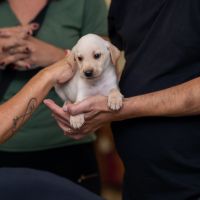 Shopping tem feirinha de adoção de pets neste sábado 