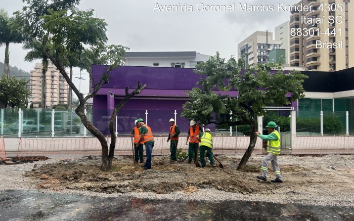 Jacarandá e pata-de-vaca são as primeiras árvores transplantadas do canteiro central (Foto: Divulgação/PMI)