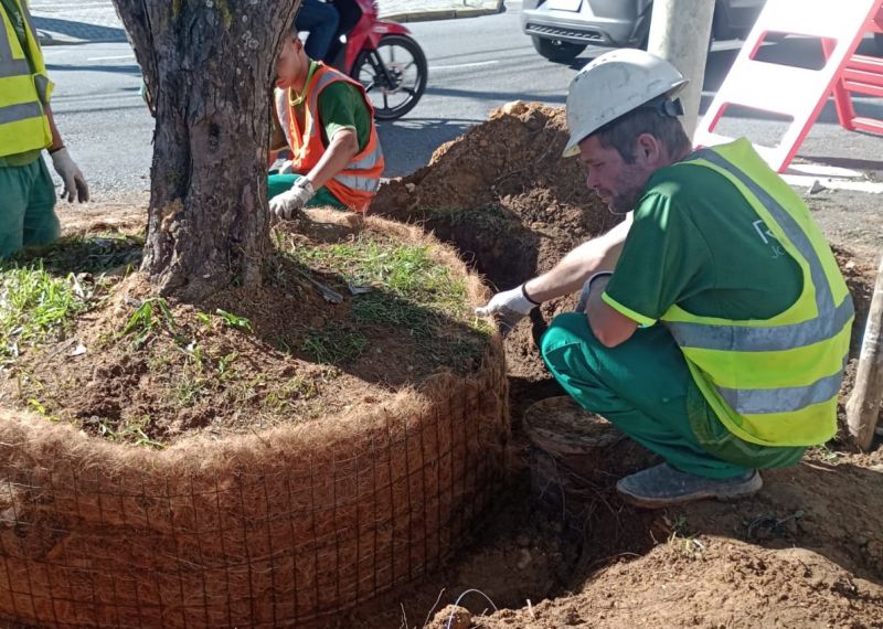 Só 40 árvores tiveram o transplante confirmado