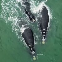 Fotógrafo flagra encontro raro de três baleias adultas em SC