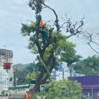 Podas na avenida Marcos Konder são para o transplante de árvores