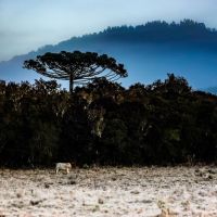 Fim de semana pode ter neve em Santa Catarina