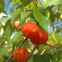 Pitanga, guabiroba, araçá e outras 11 frutas típicas de Santa Catarina