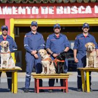 Cães de resgate participam de novo treinamento em Floripa  