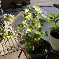 Pai ou mãe de planta? Descubra como criar melhor o seu “filho verde” 