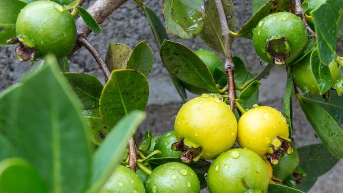  Frutos da terrinha catarinense são usados para sorvetes, sucos e têm até propriedades medicinais (Foto: Ilustrativa/Banco de Imagem)