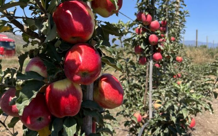 Frutas desenvolvidas pela Epagri ficaram famosas pela qualidade e por se adaptarem bem ao clima europeu (Foto: Aires Mariga/Epagri)