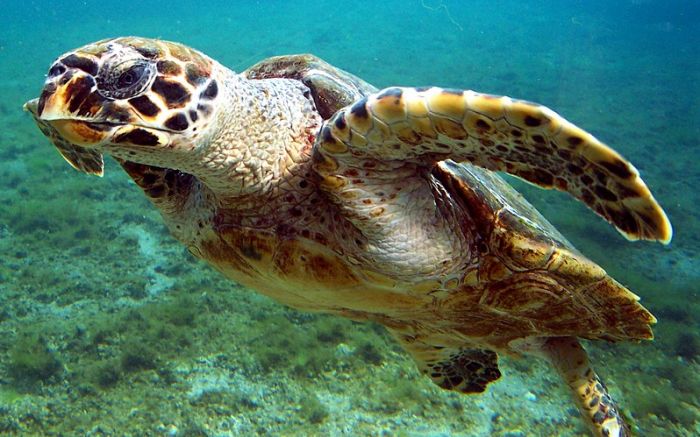 Tartaruga, morcego, papagaio e até borboleta estão ameaçados (Foto: Divulgação/Museu Virtual Biodiversidade)