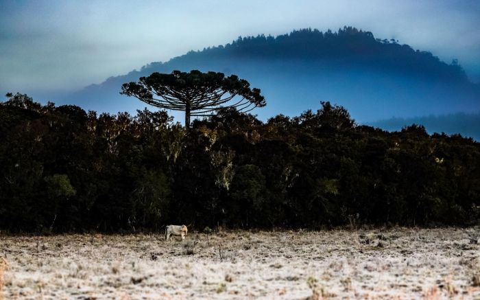 Temperaturas mínimas ficam abaixo de 10°C na região de Itajaí

 (Foto: Divulgação/Ricardo Wolffenbüttel)