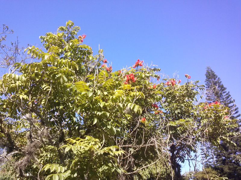 Árvore é comum em espaços públicos e jardins por ser ornamental (foto: divulgação)