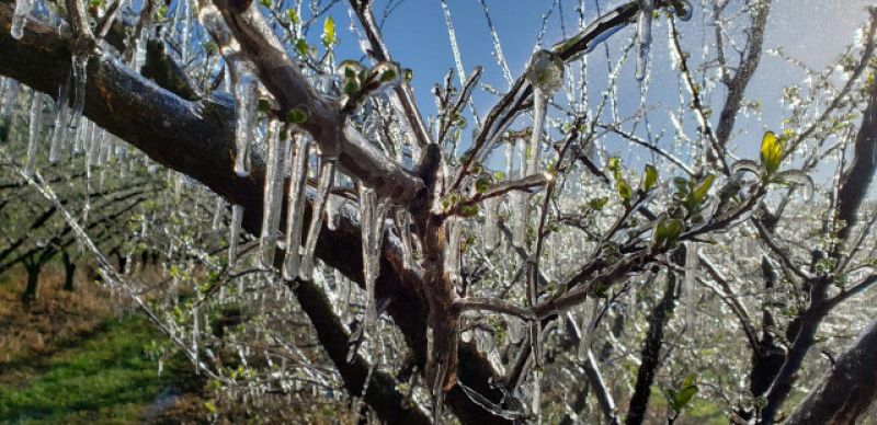 Técnica forma “manta térmica” para proteger flores e frutos do frio intenso  (foto: divulgação)