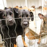 Lei dá prioridade pra castração de animais abandonados 