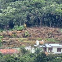 Morador denuncia desmatamento no Morro da Cruz