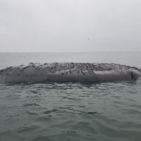 Baleia-franca é encontrada morta no sul de Santa Catarina