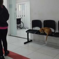 Dogs caramelos seguem dormindo no CIS Gravatá 