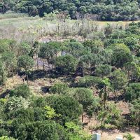  Licença do Inis para Guarani devastar área de Mata Atlântica, é ilegal