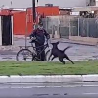 Cachorrões atacam pedestres e ciclistas na Sete de Setembro