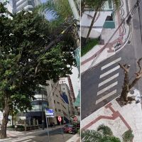 Poda radical mutila árvore de 70 anos na avenida Atlântica  