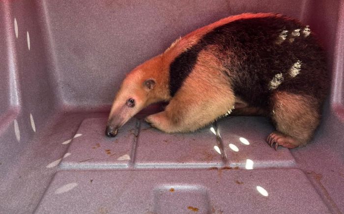 Resgate foi feito por bombeiros, veterinário e bióloga (Foto: Divulgação)