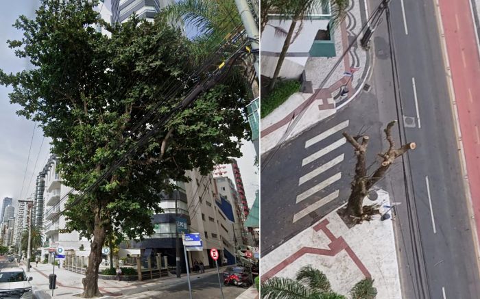 Moradores lembram que ela foi plantada na década de 50 (Foto: Leitor)