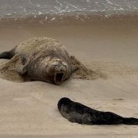 Nascimento inédito de filhote de elefante marinho acontece em Santa Catarina  