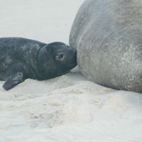 Quem perturbar a mãe e o filhote de elefante marinho em praia de SC pode ser preso