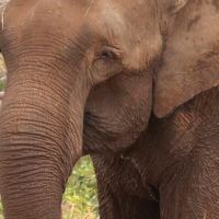 Decisão proíbe que elefanta Baby, do Beto Carrero, seja levada para zoo paulista 