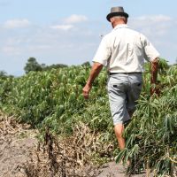 Aipim e hortaliças de Itajaí poderão ser certificados com selo "terra preta"