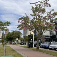 Beira Rio fica cor de rosa com o florescer dos ipês    