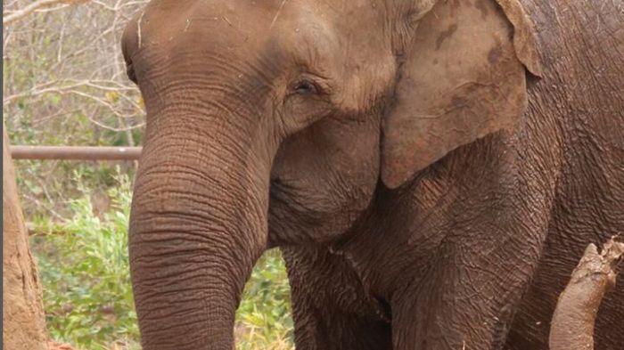 Baby, considerada a elefanta mais velha do Brasil, era do zoo do Beto Carrero, que encerrou as atividades (Foto: Reprodução)