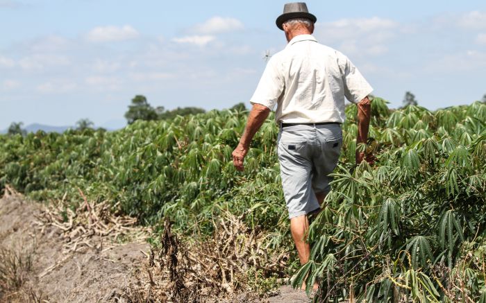 Agricultores da região da Colônia Japonesa teriam o diferencial do solo rico e nutritivo

(Foto: Arquivo/Divulgação PMI)