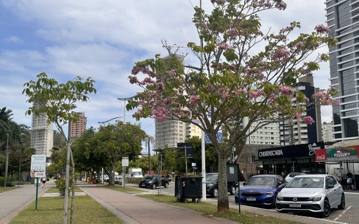 Ipês rosa e roxo foram plantados pelo engenheiro agrônomo Juarez Müller (Foto: Laura Testoni)