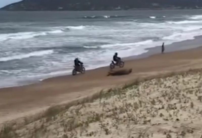 Até motos foram flagradas passando na praia ao lado dos animais  (foto: reprodução)