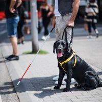  Instituto Federal abre vagas para curso gratuito de treinamento de cães-guia 