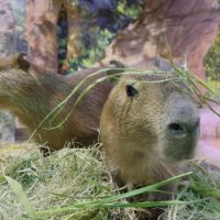 Capivaras abandonadas pela mãe são acolhidas  no aquário de BC  