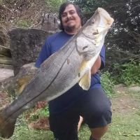 Pescador de Itajaí pega robalo de 20 kg e bate recorde nos molhes  