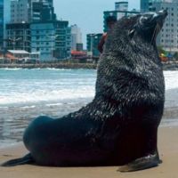 Lobo-marinho curtiu a Praia do Gravatá