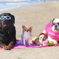 Conheça 5 praias pet-friendly no Brasil  