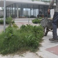 Acesso da Praia Brava virou matagal com lixo  