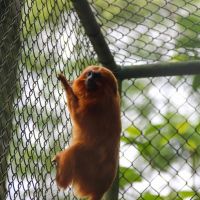 Papai Noel estará no zoobotânico neste sábado  