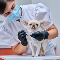 Camboriú ganha clínica veterinária com atendimento gratuito  