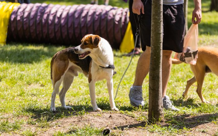 Diversão e convivência para pets e tutores no aniversário de 61 anos do município (Foto: Divulgação)